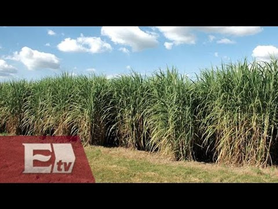 Van 12 empresas por la adquisición de ingenios azucareros en México/ Paul Lara