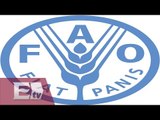 FAO asegura que los precios están en nivel más bajo de los últimos años / Paul Lara