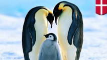 オスペンギンの同性カップル、子ペンギンを誘拐 デンマークの動物園で - トモニュース