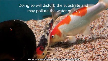 [Vietsub] Chọn nơi bán cá koi và hướng dẫn cách cho cá ăn