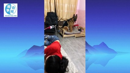 Dogs are the best friends of mankind, only one