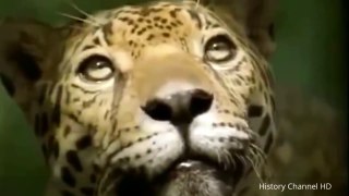 Animal Planet - Jaguars  - The King of the Amazon (The most powerful cat in the Jungle)