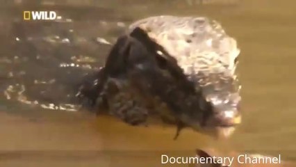 Animal Planet - Proboscis_ Nature's Weirdest Creature That You Probably Don't Know