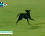 Seekor Anjing Masuk Lapangan Laga Di Georgia Tertunda Cukup Lama