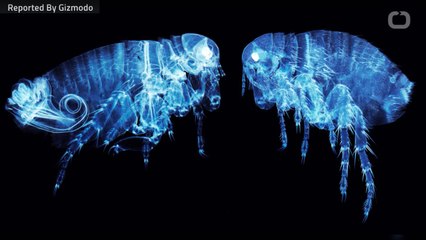 Los Angeles Is Dealing With An Outbreak Of Flea-Borne Disease