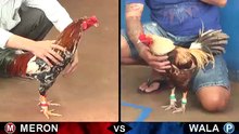 Đá gà campuchia mới nhất 2018 ngày 09/10/2018 - Video 5