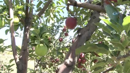 Aynı Ağaçtan Hem Yeşil Hem Kırmızı Elma Yetiştirdi