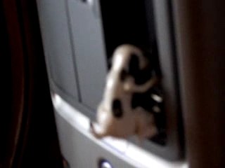 Clé USB chien en rut