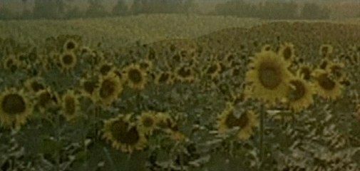 Max Gazzè - Vento D'Estate