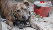 虐狗？ 比特犬鐵鍊加身 咽喉還加掛8公斤啞鈴...