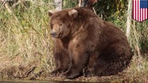 Alaskan brown bears supersizing themselves for Fat Bear Week