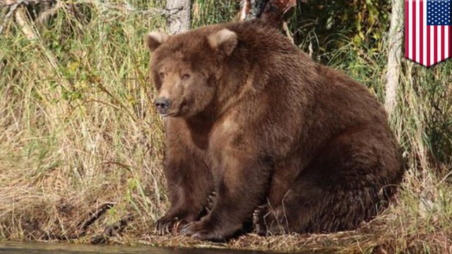 Alaskan brown bears supersizing themselves for Fat Bear Week