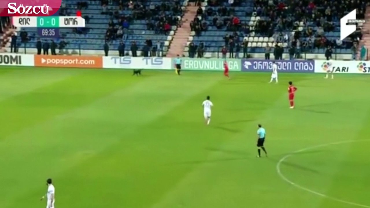 Sahaya giren köpek ortalığı böyle karıştırdı