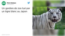 Japon. Un gardien de zoo tué par un tigre blanc.