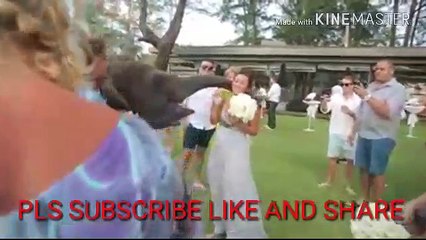 TWO ELEPHANT HUB PLAYING BEAUTIFUL VIDEO