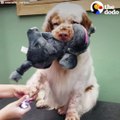 This dog holds onto her stuffed animals while she gets groomed 