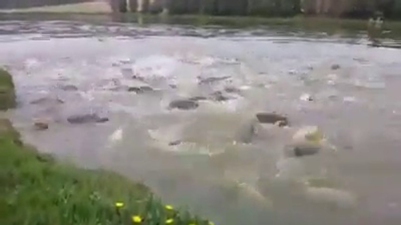 L'heure du repas pour des poissons affamés! Impressionnant