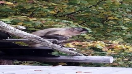 Le singe qui se baladait dans les bois de Bouillon a été capturé