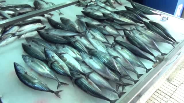 Karadeniz'de Palamut Bolluğu Yaşanıyor... Sinop'ta Palamut 5 TL'ye Kadar Düştü