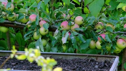 Gardeners World S51E26