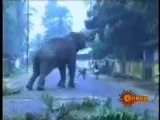 Un éléphant attaque son maître