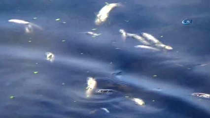 Bolu'da Yüzlerce Balık Telef Oldu