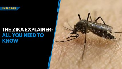 The Zika explainer: All you need to know