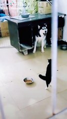 Cat made a dog afraid
