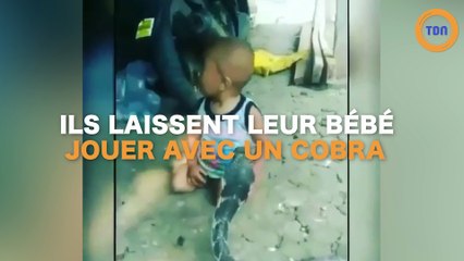 Ils laissent leur enfant jouer avec un cobra !