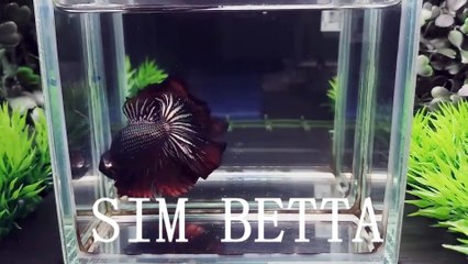 MY HALFMOON BETTAS - YouTube