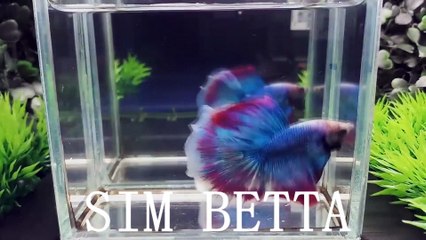 MY HALFMOON BETTAS - YouTube_2