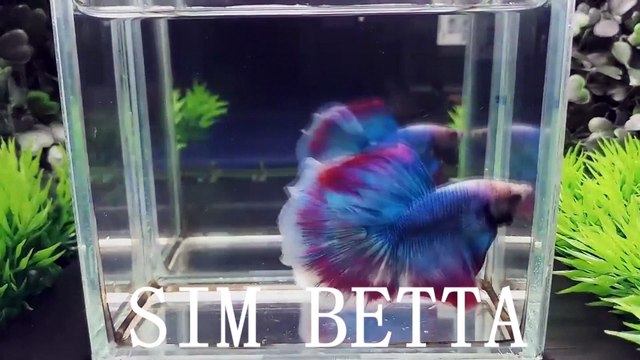 MY HALFMOON BETTAS - YouTube_2