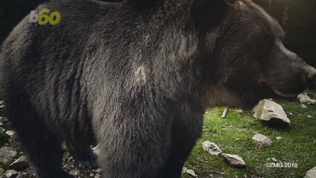 Alaskan Wildlife Park Holds 'Fat Bear Week' Competition