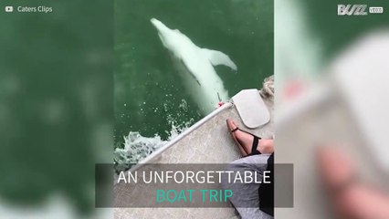 Playful dolphins swim upside down alongside boat