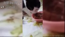 TRY NOT TO LAUGH FUNNY Sleeping Cats Reaction to Smell Food  - Cute Cat Videos