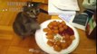 FUNNIEST CATS Stealing Food Compilation - Funny cat videos 2018