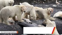 Polar Bears May Start Eating More Whale Carcasses In Ominous Sign