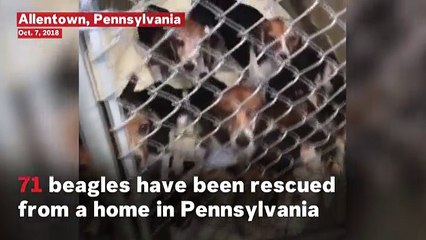 71 Beagles Rescued From Tiny Home In Pennsylvania