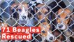 71 Beagles Rescued From Tiny Home In Pennsylvania