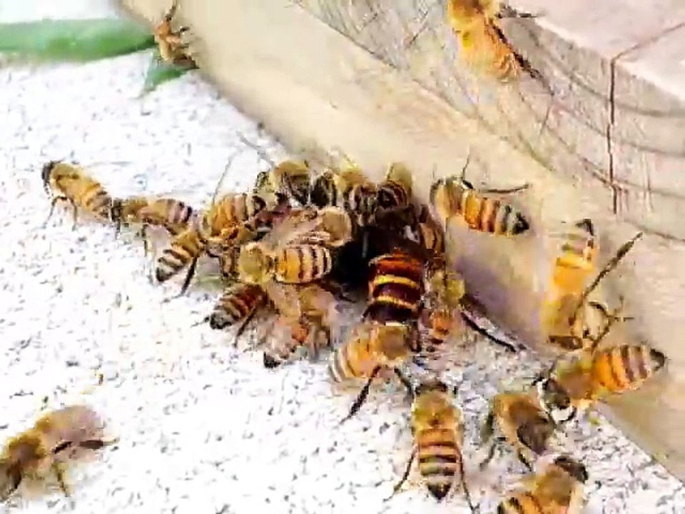 Des abeilles se défendent face à un frelon