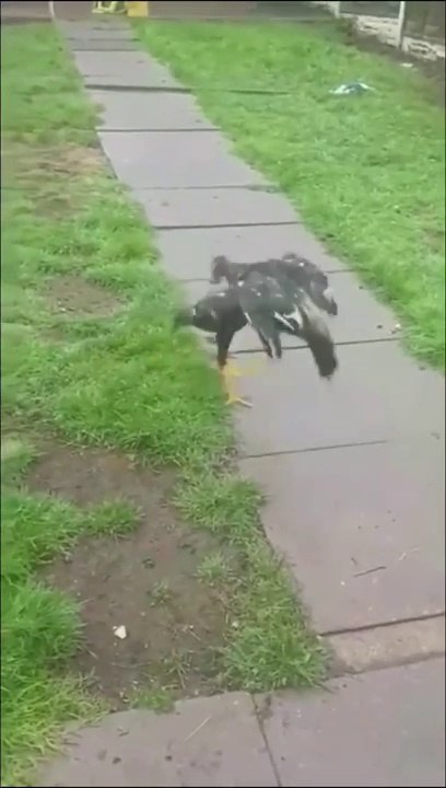 Quand un chien vient stopper une dispute entre deux volatiles