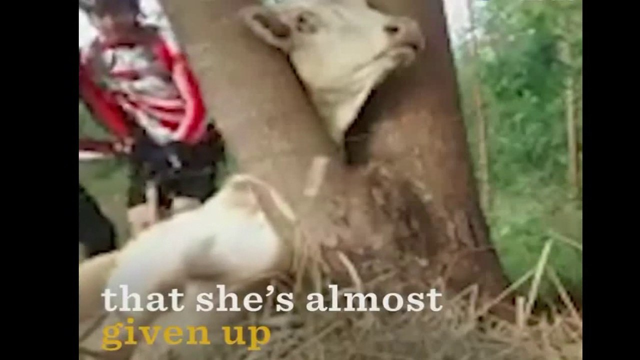 Young cow rescue