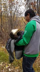 Rescuing a Wounded Eagle