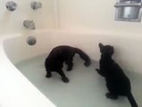 Watching cats experience water for first time is strangely mesmerizing...