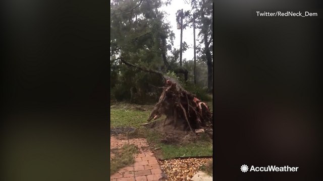 Trees uprooted from saturated grounds in midst of Hurricane Michael