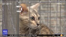 국감 첫날 이모저모…국감장 불려온 고양이 '동물 학대' 논란