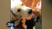 Tiny Kisses For Tiny Kittens