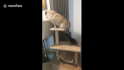 Tiny kitten attacks pudgy pup for sitting in its spot