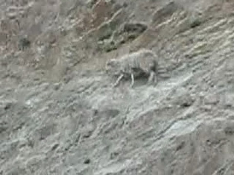 Moutons sur la route