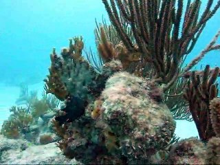 Explore the deep in Necker Nymph, a 3 person aero submarine that flies underneath water!